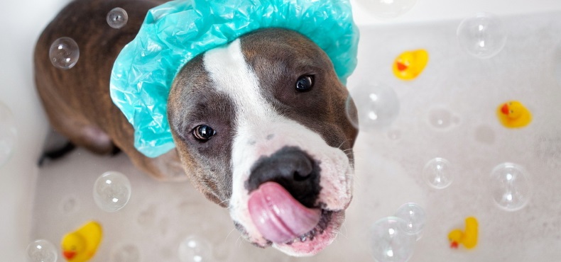 Можно ли мыть собаку хозяйственным мылом