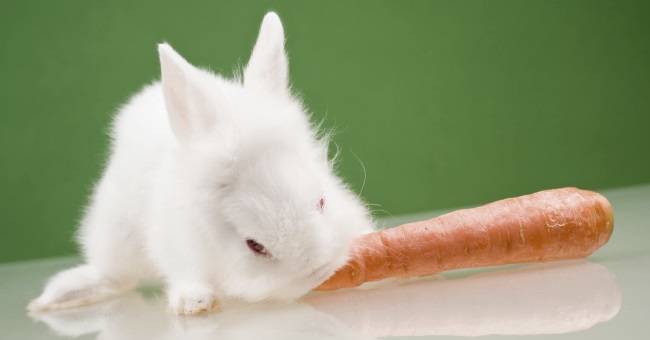 можно ли давать кроликам морковь