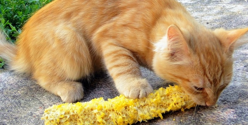 Можно ли кошкам кукурузу