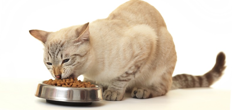 Можно ли давать кошке сухой корм