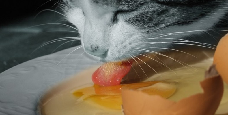 Можно ли кошке сырое яйцо