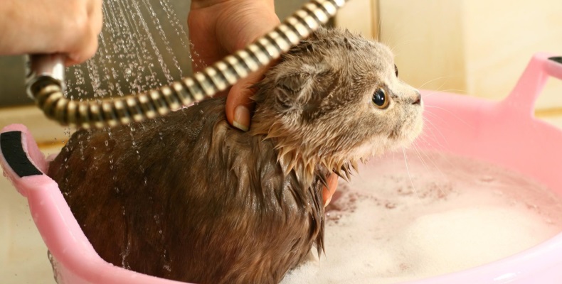 Можно ли мыть кошку шампунем