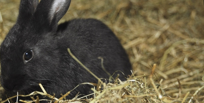 Можно ли давать кроликам рожь