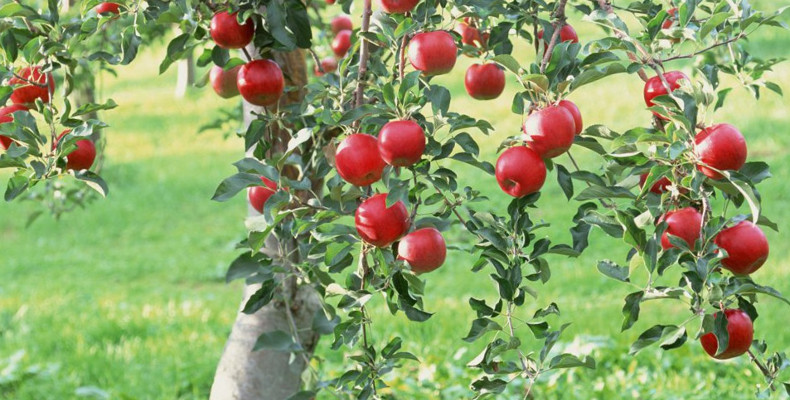 Можно ли сажать саженцы плодовых деревьев летом