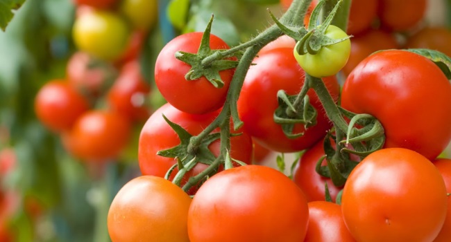 Можно ли сажать рассаду томатов в апреле