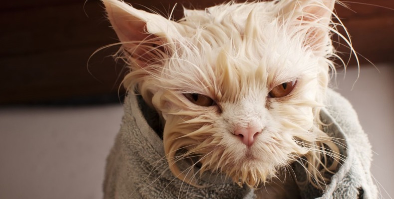 Можно ли сушить кошку феном? - Полезные советы