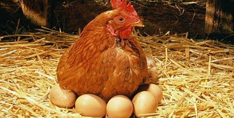 Можно ли курам давать яйца