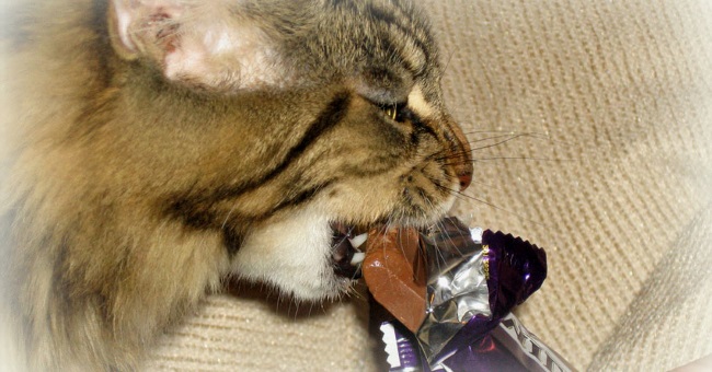 можно ли кошкам шоколад