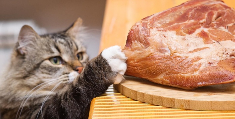 можно ли кошкам сырое мясо