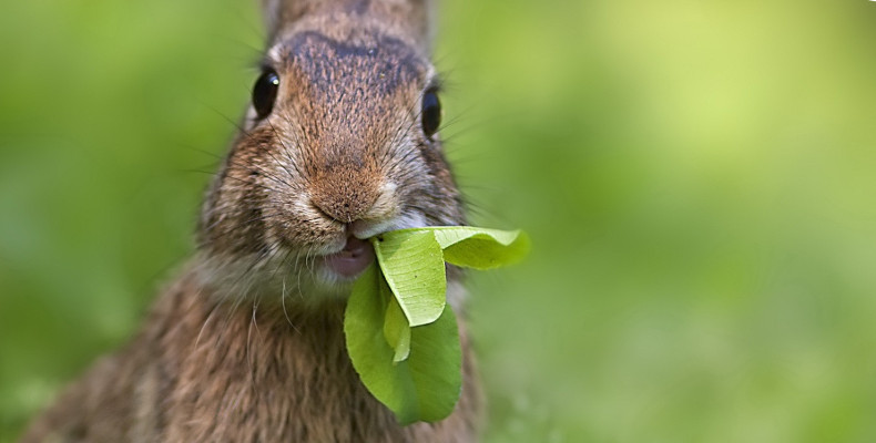 Можно ли давать кроликам мокрую траву