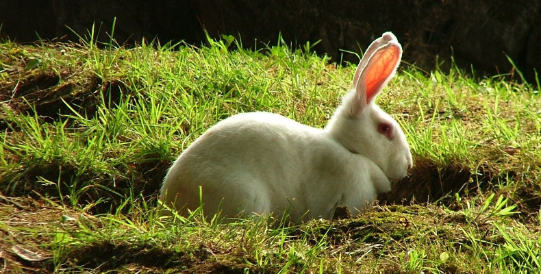 Можно ли кроликам давать дыню