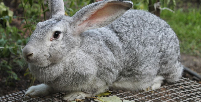 Можно ли кроликам давать огурцы
