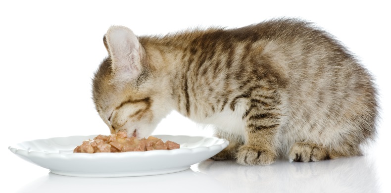 Можно ли давать котятам корм взрослых кошек